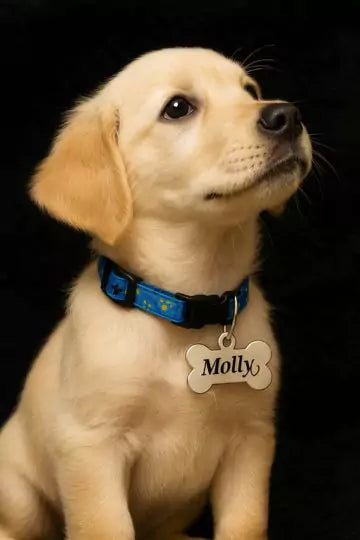 Perfect Paw Heart Dog Collar Tag